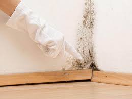 Best Attic Mold Removal  in Mcgaheysville, VA